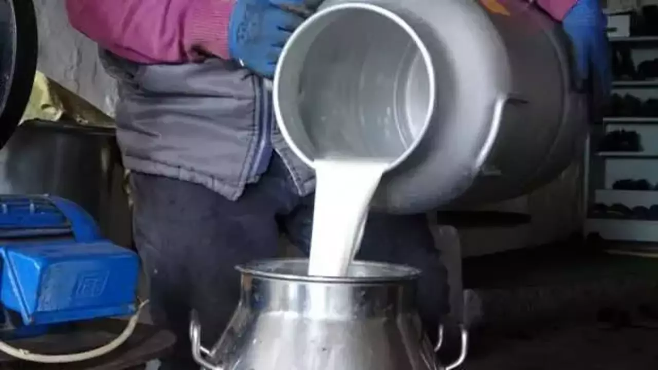 Ardahan’da süt üreticileri düşük fiyatlardan şikâyetçi