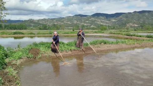 Tarlalar 3 gün dinlendirildikten sonra hasada başlandı: Bu yıl 15 bin ton üretim bekleniyor