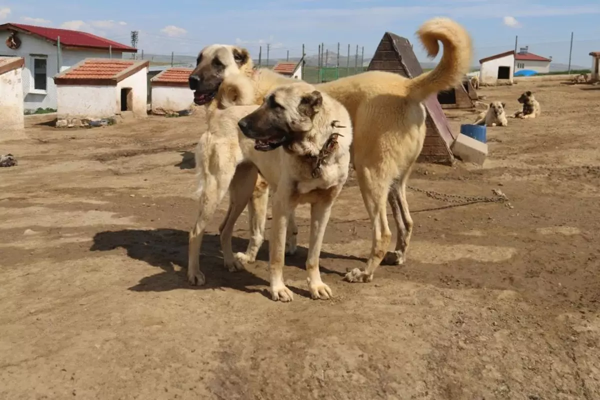 Dünyada eşi benzeri bulunmayan Kangallara 3 ülke talip oldu