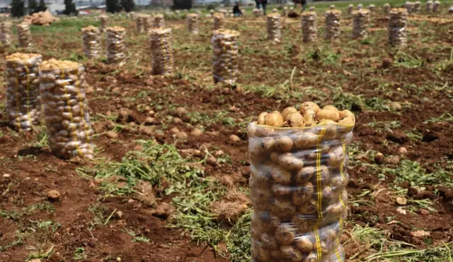 Yurt dışından gelen 2 bin tondan fazla patates virüslü çıktı