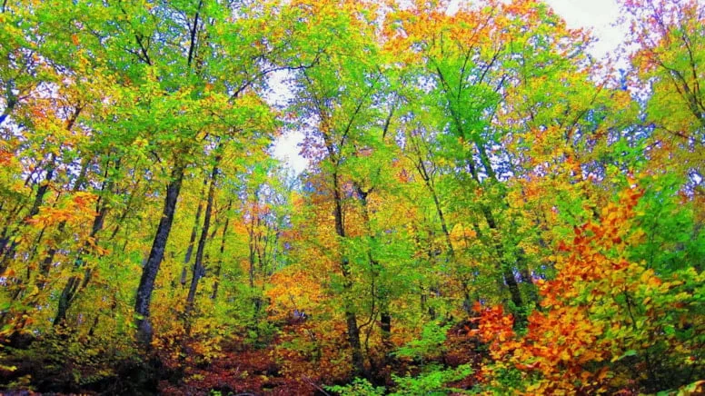 Ormana girişler O şehirde yasaklandı!