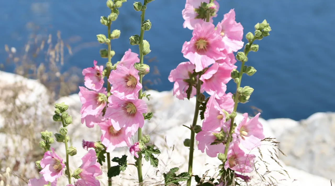 Anadolu’nun Şifalı Bitkisi: Hatmi Çiçeği