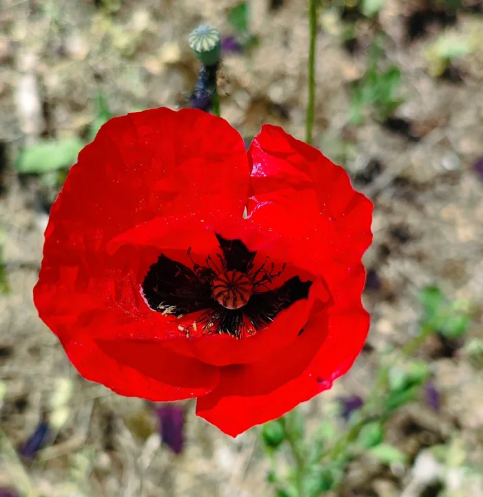 Doğanın Süsü, Sevginin Ve Şehitlerin Sembolü Gelincik Çiçeği