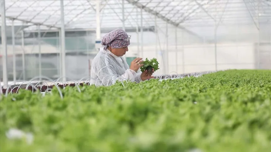 Bakan Yumaklı, Bafra ve Çaycuma Sera OTB’lerinde üretime başlandığını bildirdi