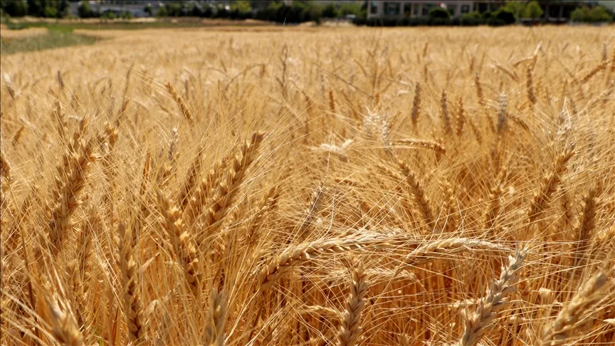 Tekirdağ’da geliştirilen yerli buğday çeşitlerinden yüksek verim elde ediliyor