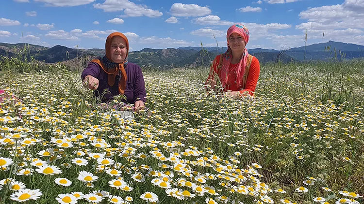 Manisalı kadınların kır papatyası mesaisi başladı