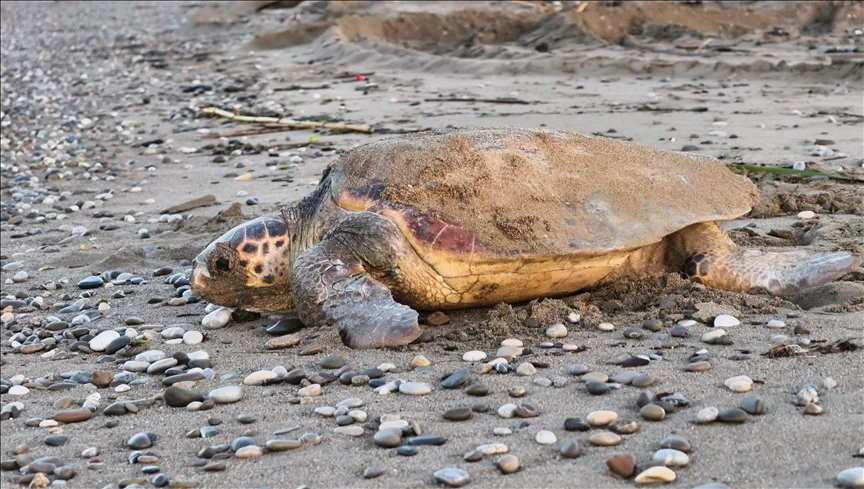 Antalya’nın Belek ve Kızılot sahillerinde 1500 caretta caretta yuvası tespit edildi