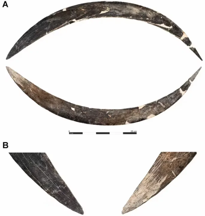 Avrupa’nın En Eski Bumerangı: Polonya’da Keşfedilen 40.000 Yıllık Mamut Fildişi Eseri
