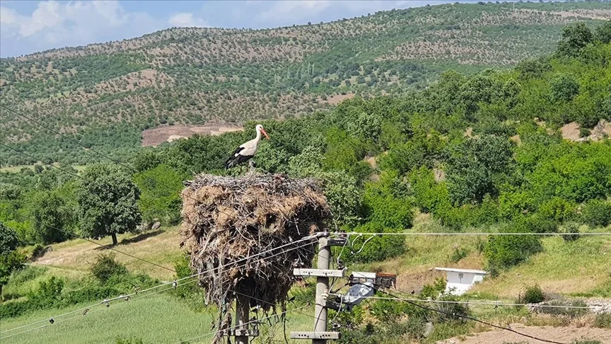 Manisa’da yıllardır aynı direğe yuva yapan leylekler için enerji hattının yeri değiştirildi