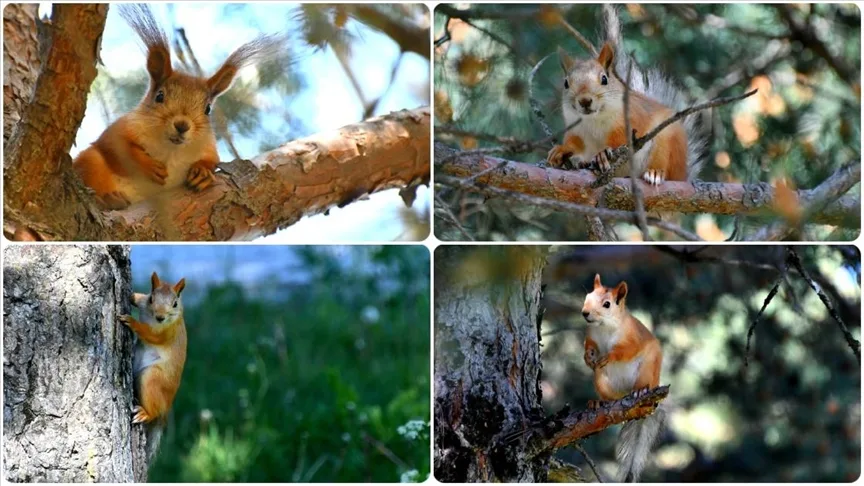 Kars’ta kızıl sincaplar millet bahçesini şenlendirdi