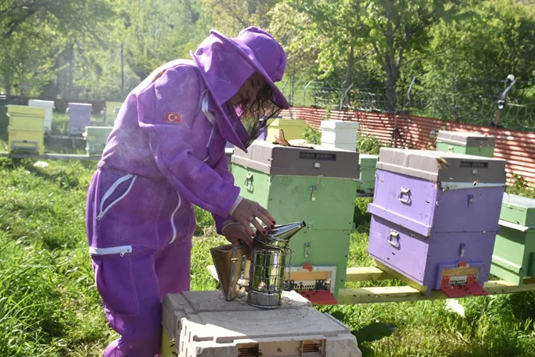 Kadın arıcı 2 kovanla başladığı arıcılıkta bu yıl yaklaşık 1,5 ton bal bekliyor