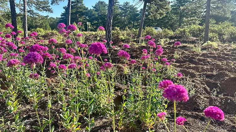 Isparta’da Çamyol Ormanı mor çiçeklerle bezendi