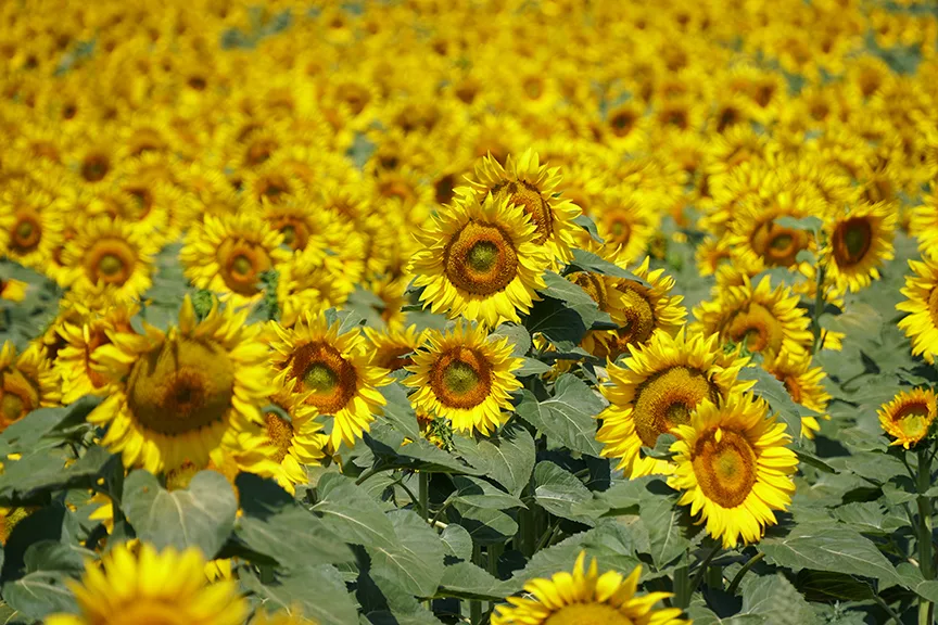Tekirdağ’da ayçiçeklerin açmasıyla doğa sarıya büründü