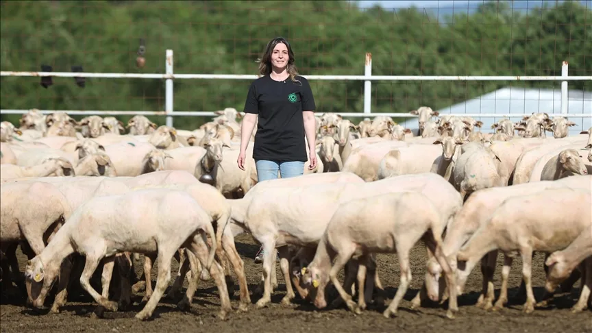 Babasından kalan sürüyü büyütmek için İstanbul’dan Kırklareli’ne taşındı