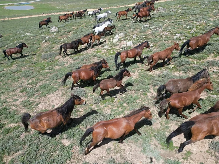 Emir Dağları’ndaki yılkı atları dronla görüntülendi