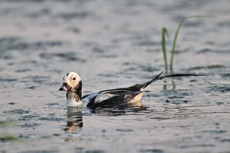 Gaziantep’te ilk defa görülen “telkuyruk” kuşu gözlemcileri kente çekti