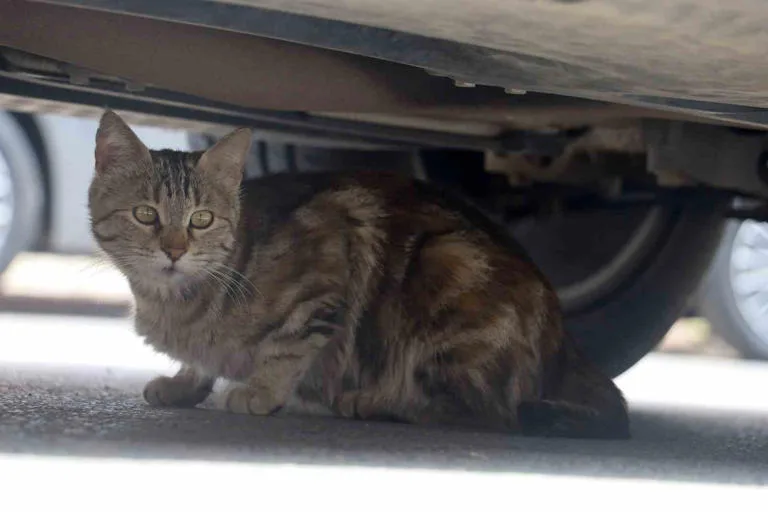 Mamaya alıştırılan kediler tembelleşti, şehirlerdeki fare ve yılan sayısı arttı