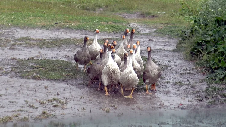 Kars’ta kuvvetli sağanak ve dolu etkili oldu