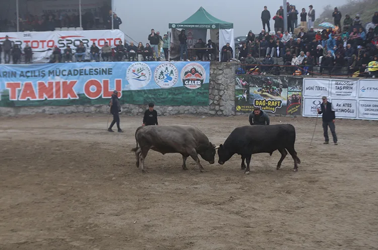 Rize’de “29. Çamlıhemşin Ayder Kültür, Sanat ve Doğa Festivali” boğa güreşleriyle tamamlandı.