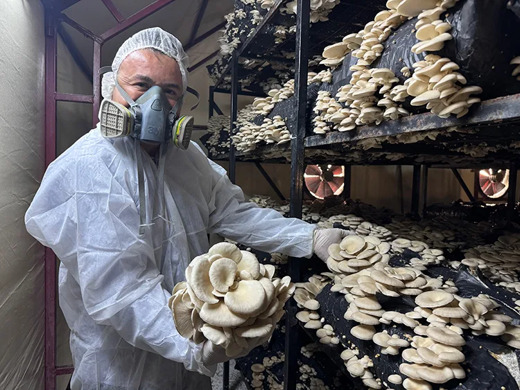 Mutfak masrafını karşılamak için kurduğu tesiste yıllık 36 ton mantar üretiyor