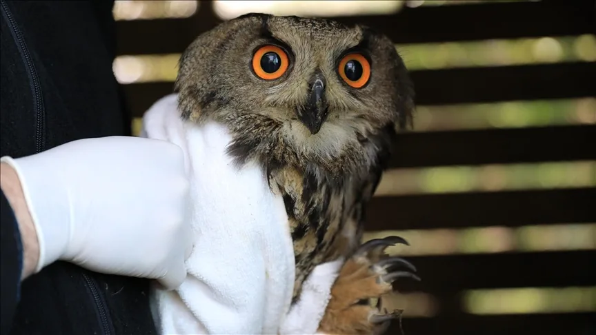Samsun’da yaralı bulunan puhu tedavisinin ardından doğaya bırakıldı