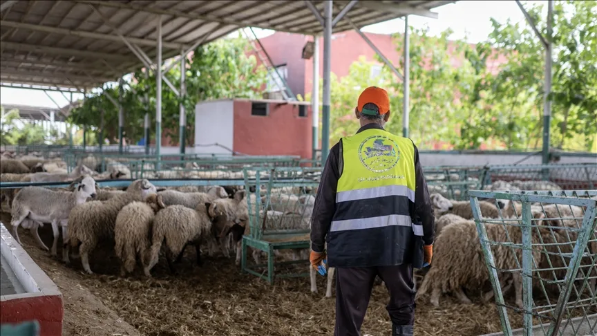 Fas’ta yasak nedeniyle kurban kesemeyecek olan vatandaşlar bayrama buruk giriyor