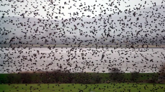 Hava Radarları 1 Milyonu Aşkın Göçmen Kuş Yakaladı