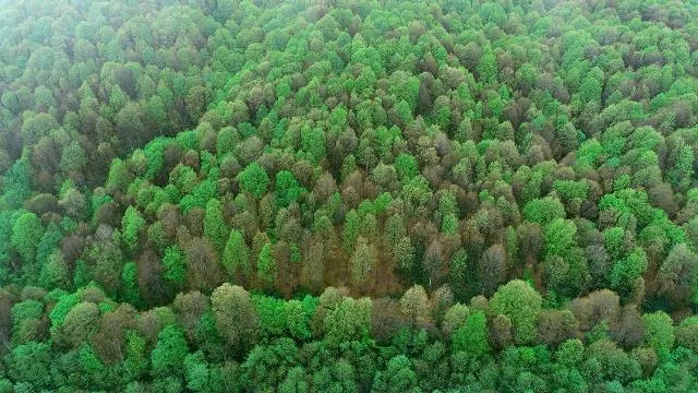 e-Tebligatla 177 bin 655 ağaç kesilmekten kurtarıldı