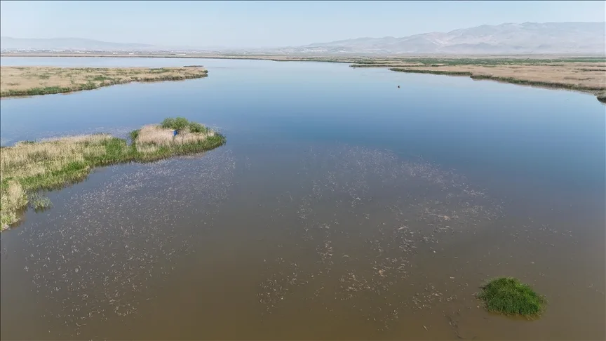Eber Gölü’ne zenginlik katan endemik türlere zararın bedeli ağır oluyor