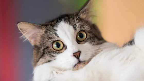 Kediniz Muhtemelen Kokunuzu Biliyor