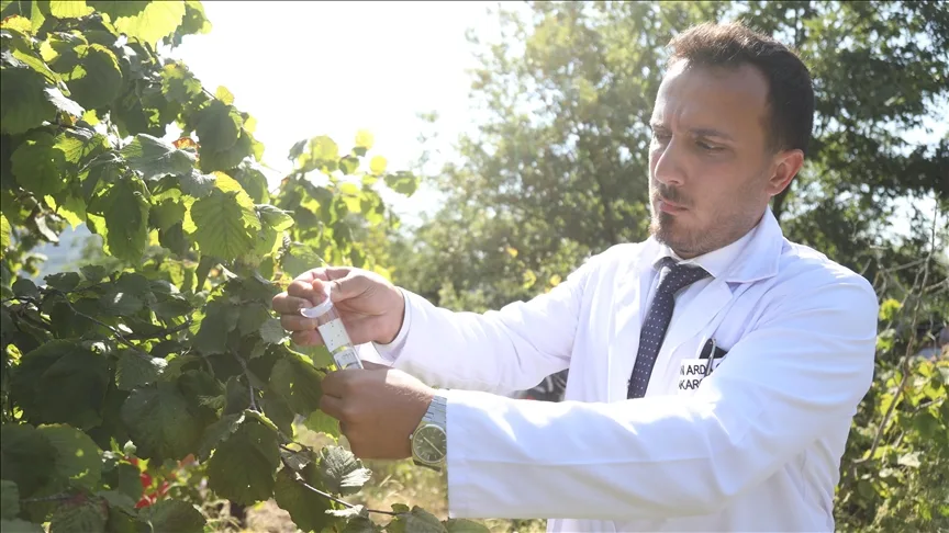 Kahverengi kokarca ile biyolojik mücadele için doğaya sülün ve samuray arıcığı bırakıldı