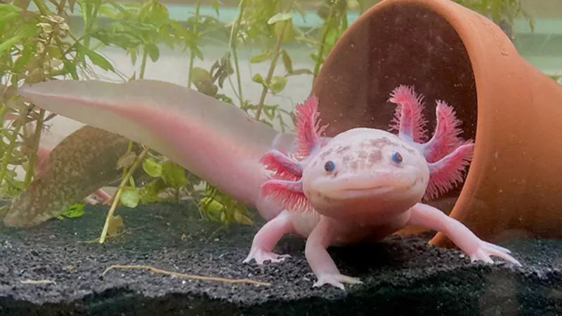 İnsan uzuvları tekrar büyüyebilir mi? Bu hayvanlar anlamamıza yardımcı olabilir