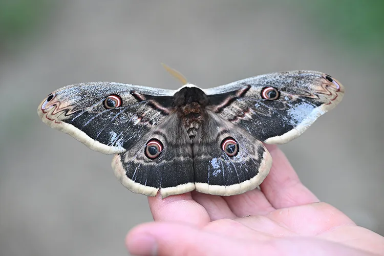 Düzce’de kanat açıklığı 15 santimetre olan tavus kelebeği bulundu
