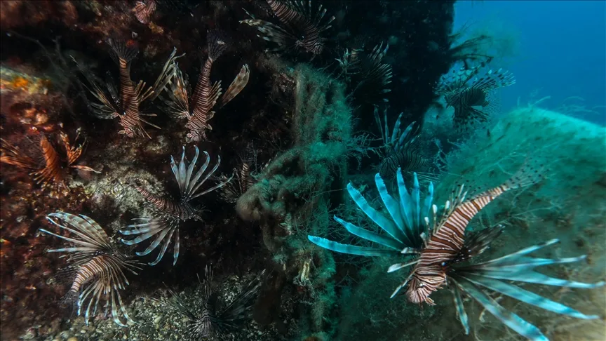 Antalya Körfezi’ndeki Kızıldeniz göçmeni balıklar su altından görüntülendi