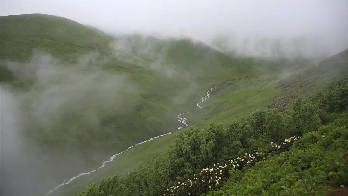 Rize’de 20. Dağ Horozu Şenliği: Yine görünmedi