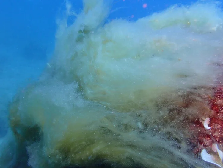 Mersin Körfezi’nde inceleme yapan dalgıçlar su altındaki müsilajı görüntüledi