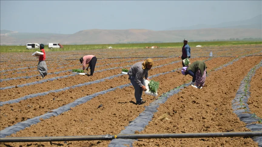 Muş Ovası’nda karpuz fideleri toprakla buluştu
