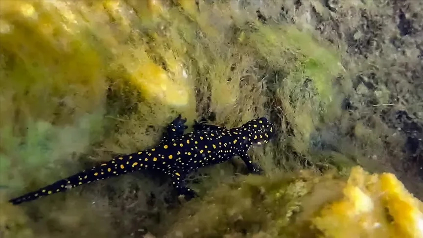 Nesli tükenme tehlikesi altındaki “Türk semenderi”nin yüzlercesi su altında görüntülendi