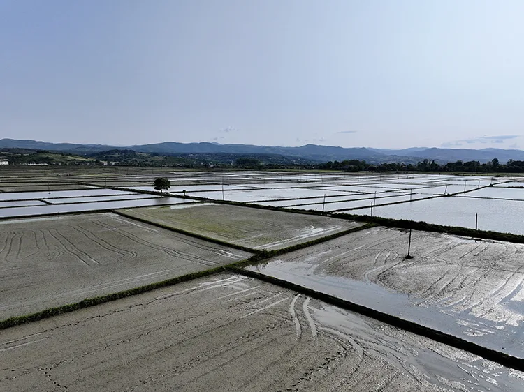Samsun’un Alaçam ilçesinde 23 bin 800 dekar alanda çeltik ekimi yapılıyor