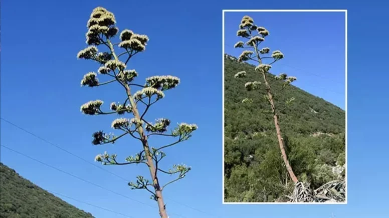 Bu ağaç 100 yıllık ömründe yalnızca bir kez çiçek açıyor