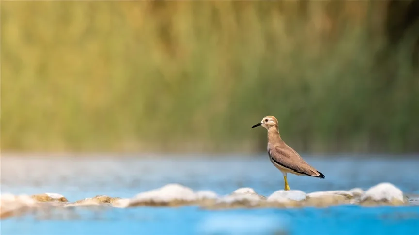 Antalya’da 220 kuş türü gözlemlendi