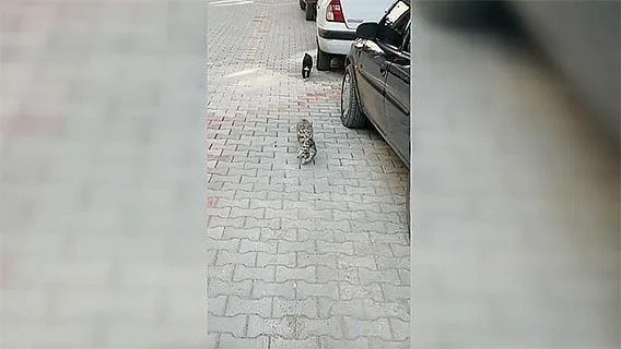 Çorum’da anne kedinin ağzında getirdiği yavrusu veterinerde tedavi edildi