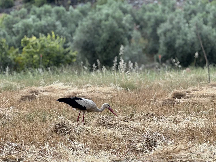 Antalya’da 15 yıldır hasat döneminde gelen “Garip” çekirge ve böcek avlıyor
