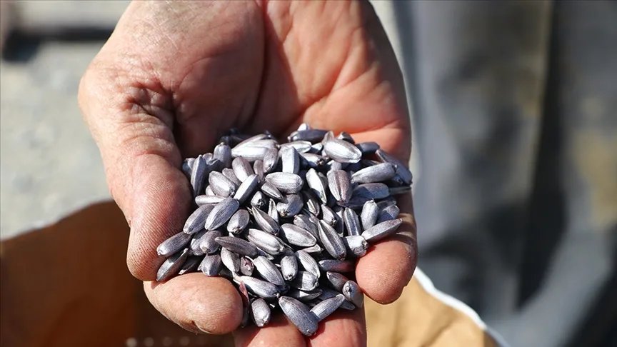 İstanbul’da geçen yıl çiftçilere dağıtılan tohumların yüzde 80’i yerli üretim