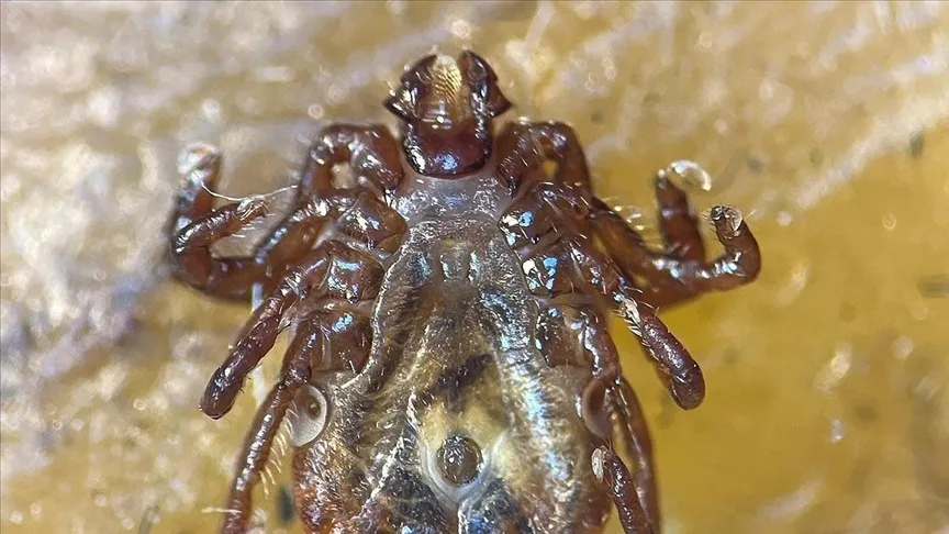 Yeni tespit edilen kene Türkiye’deki 56. tür olarak kayıtlara geçti