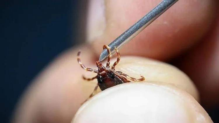 Koltuk altına kene yapıştı, hayatını kaybetti.