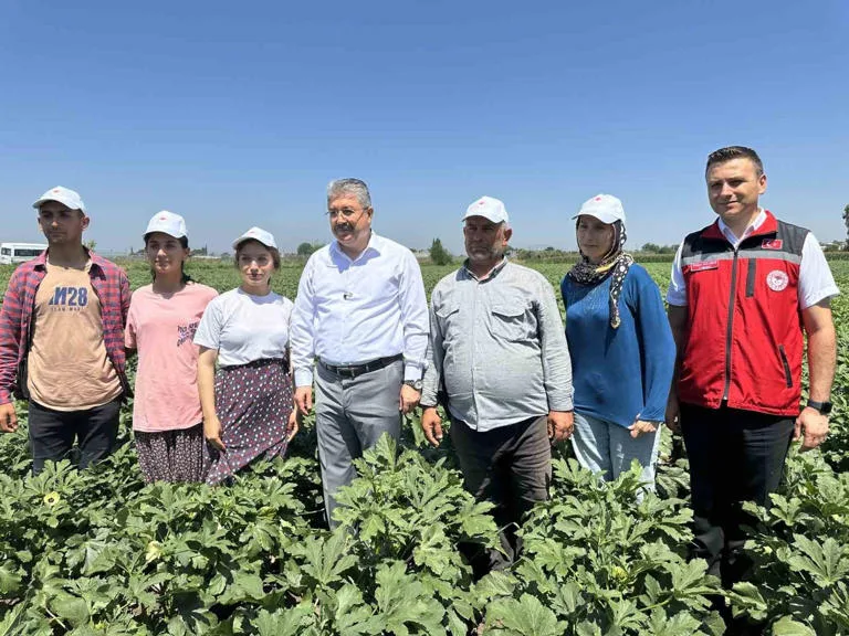 Osmaniye’de hasadı başladı!.. Yemeklik olarak pek çok ile gönderiliyor