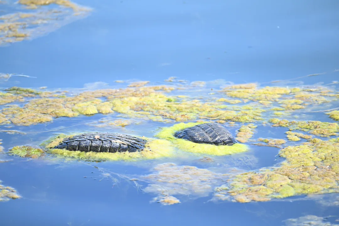 Sinop Demirciköy Limanında Deniz Kirliliği