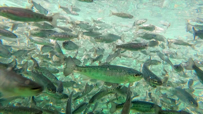 Atatürk Baraj Gölü Havzası’nda kurulan tesiste yetiştirilen Türk somonu 53 ülkeye gönderilecek.