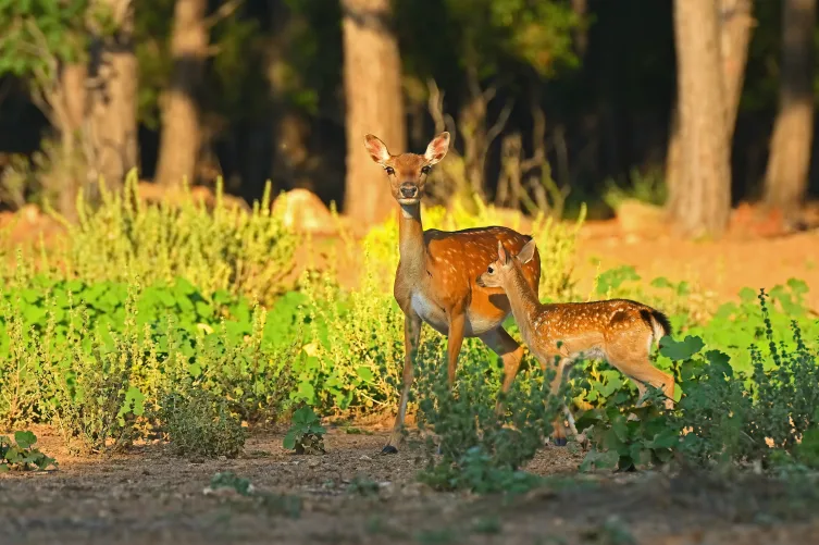 81 ildeki biyolojik envanter çıkarıldı.. En çok canlı türü o ilimizde